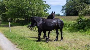 Twee paarden op een grasveld, met bomen en een hek op de achtergrond.