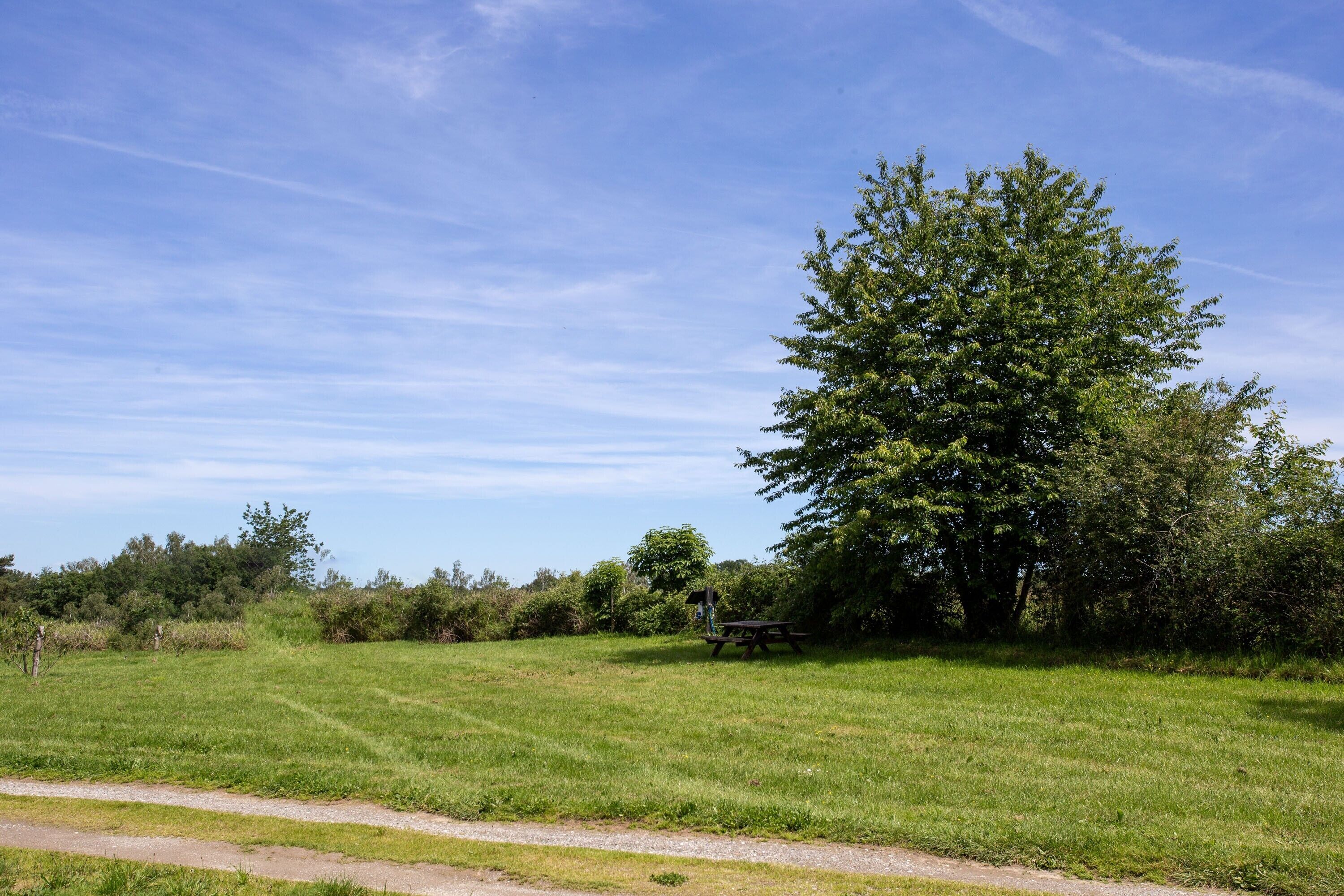 A grassy field with a large tree and a picnic table.