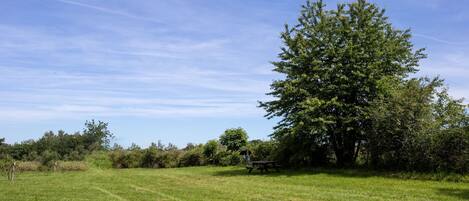 A grassy field with a large tree and a picnic table.
