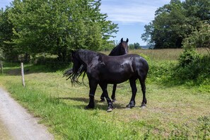 Two horses in a grassy field with trees and a fence in the background. - Caravan 'Vue Sur L'étang' with Lake View, Shared Pool and Private Terrace (Champsac)