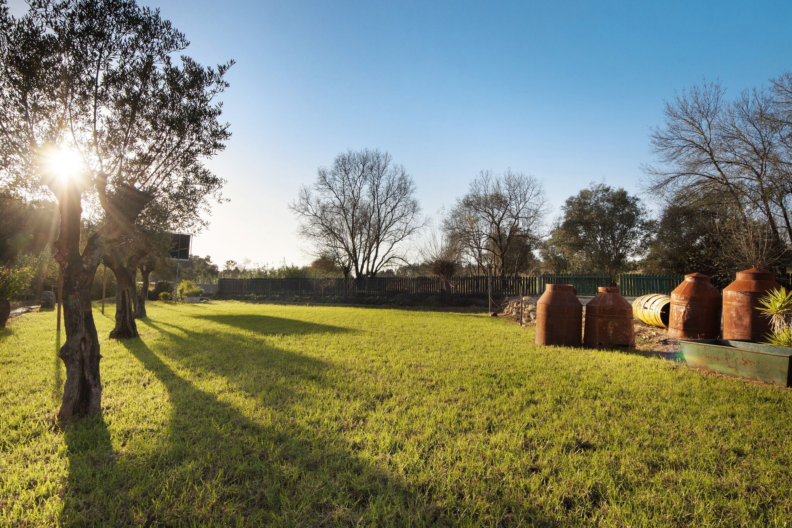 A grassy outdoor area with trees and large clay pots.