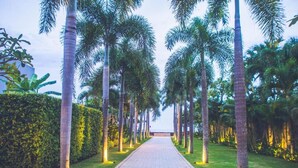 A paved pathway lined with palm trees and a hedge on one side.