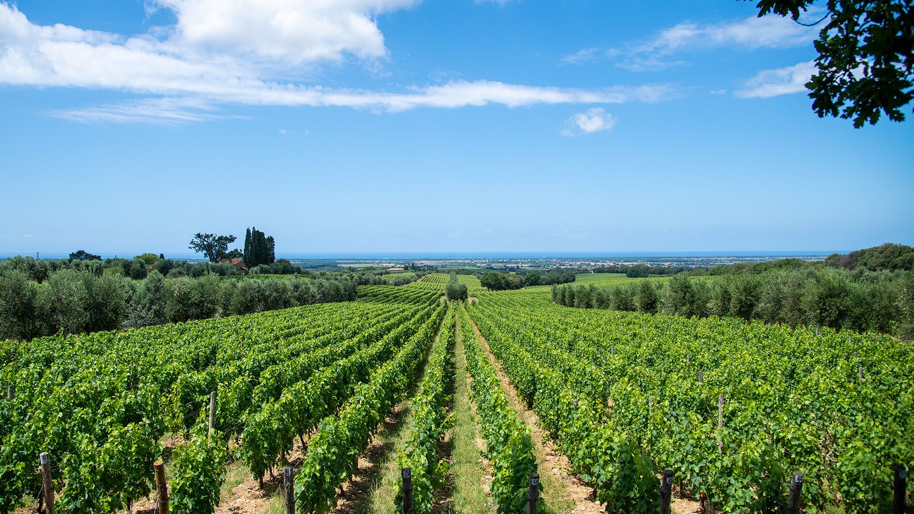 Un vignoble avec des rangées de vignes sous un ciel dégagé.