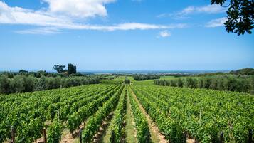 Un vignoble avec des rangées de vignes sous un ciel dégagé.