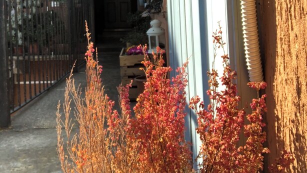 A building entrance with a metal gate, a hanging plant, and a flower bed with red flowers.