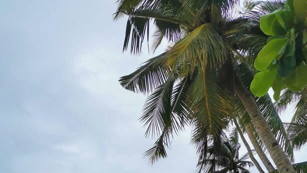 A beach with boats, palm trees, and a cloudy sky. - morenos cottage  (Boracay Island)