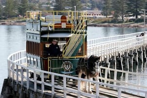 Ein an einem Steg mit weißer Reling vertäutes Boot mit einer Person und einem Hund an Bord.