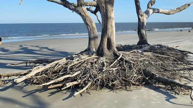 Un arbre dont les racines et les branches sont apparentes, situé sur une plage de sable, avec l’océan en arrière-plan.