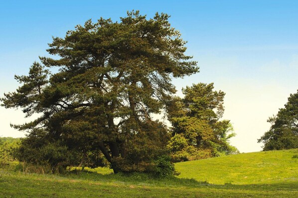 A large tree in a grassy field with a clear sky. - Ferienhaus am Garder See mit Panoramablick (Lohmen)
