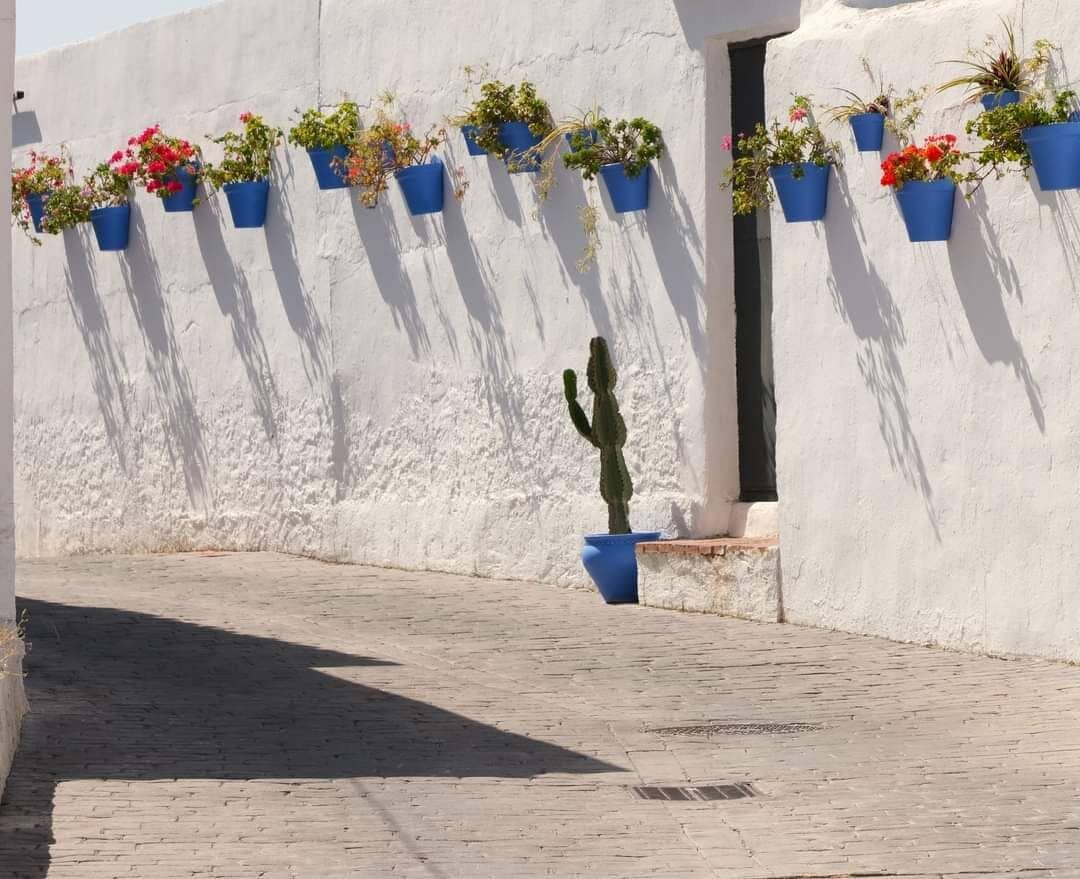 Pared blanca con macetas azules que contienen flores y un cactus.
