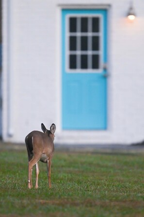 Exterior - Charming three bedroom, two bathroom tranquil retreat just 2 miles from Wyndham. (Glen Allen)