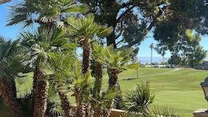 A landscaped area with palm trees and a large pine tree.