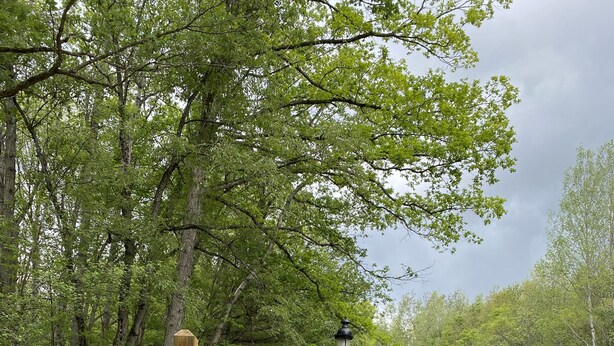 Un panneau indicateur en bois portant l’inscription « White Birch Lakes », entouré de verdure et d’un lampadaire.