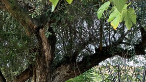 Una hamaca bajo un árbol grande, rodeada de piedras y follaje.