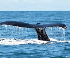Miscellaneous - Retreats - Experience The Extraordinary (Puntarenas Province)