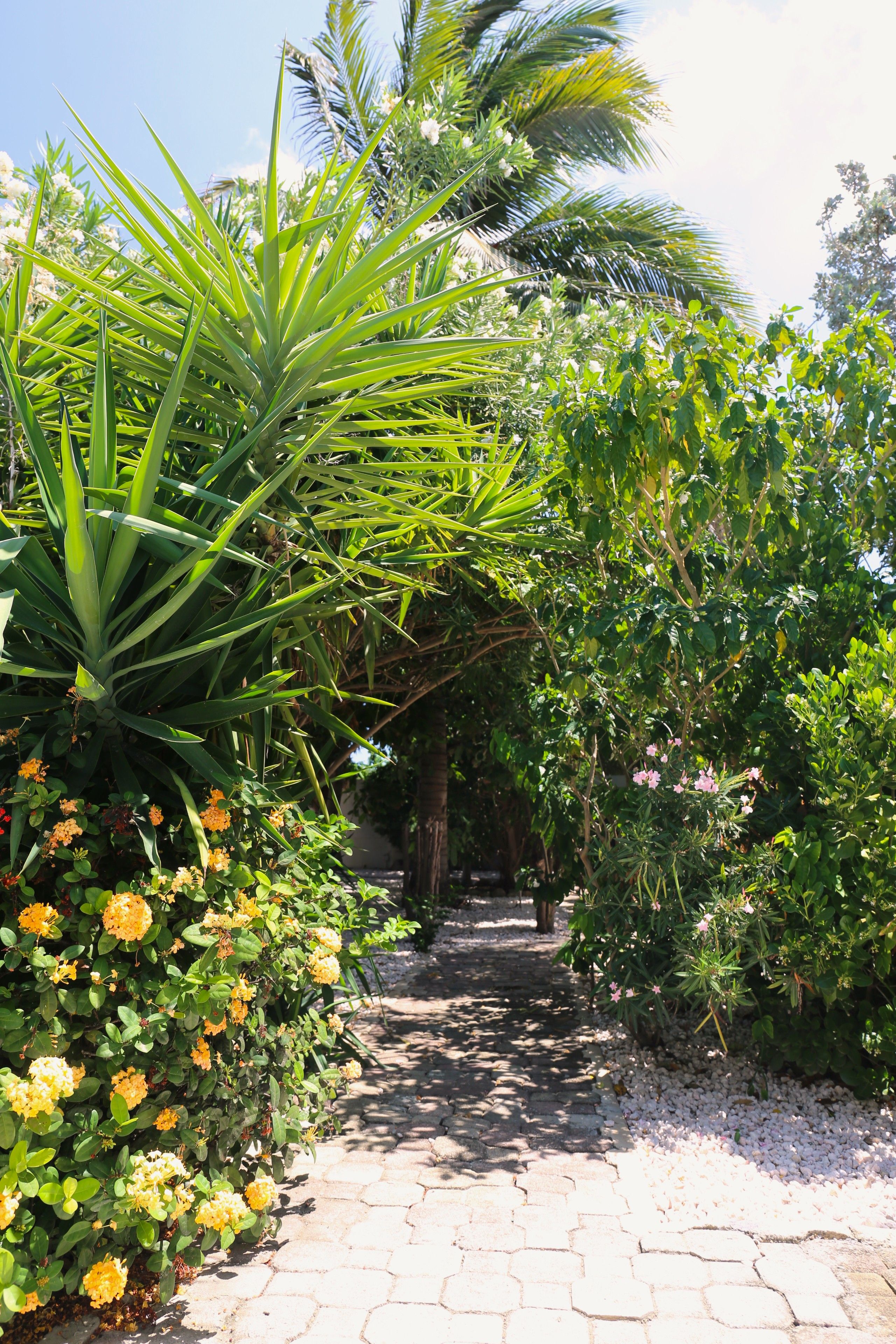 Camí envoltat de verdura abundant i plantes amb flors.