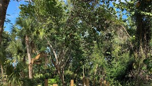 Un ponte di legno con ringhiere in corda, immerso nel verde e circondato da alberi.