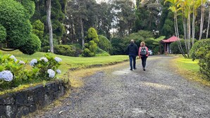 A gravel path in a park with manicured bushes and trees. - Comfortable Room in Historic Bed and Breakfast (Volcano)