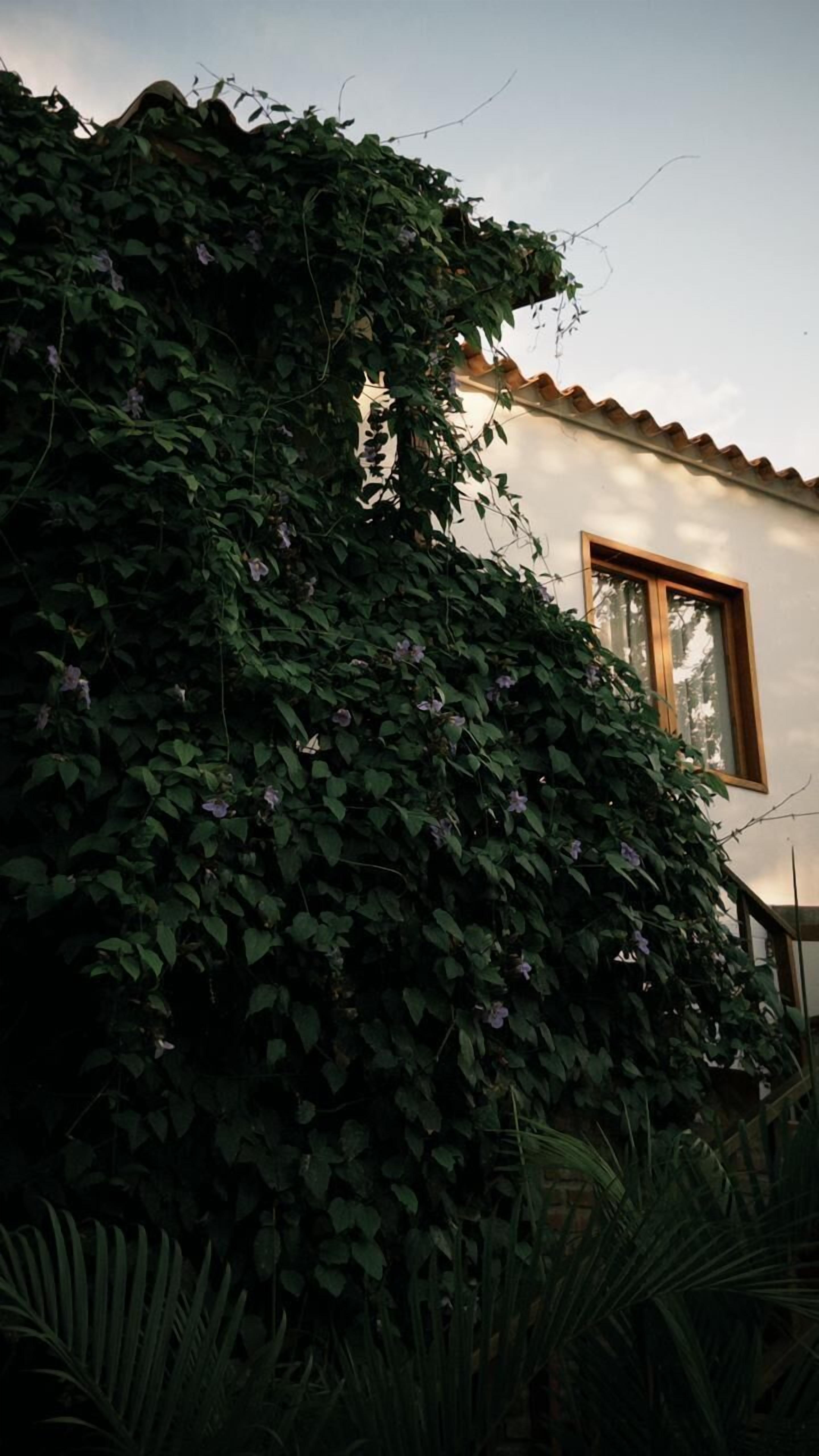 Um edifício coberto parcialmente por plantas trepadeiras, uma janela e um céu claro.