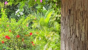 Ventana de madera con vistas a un jardín exuberante, un tronco de árbol y una gallina en el césped.