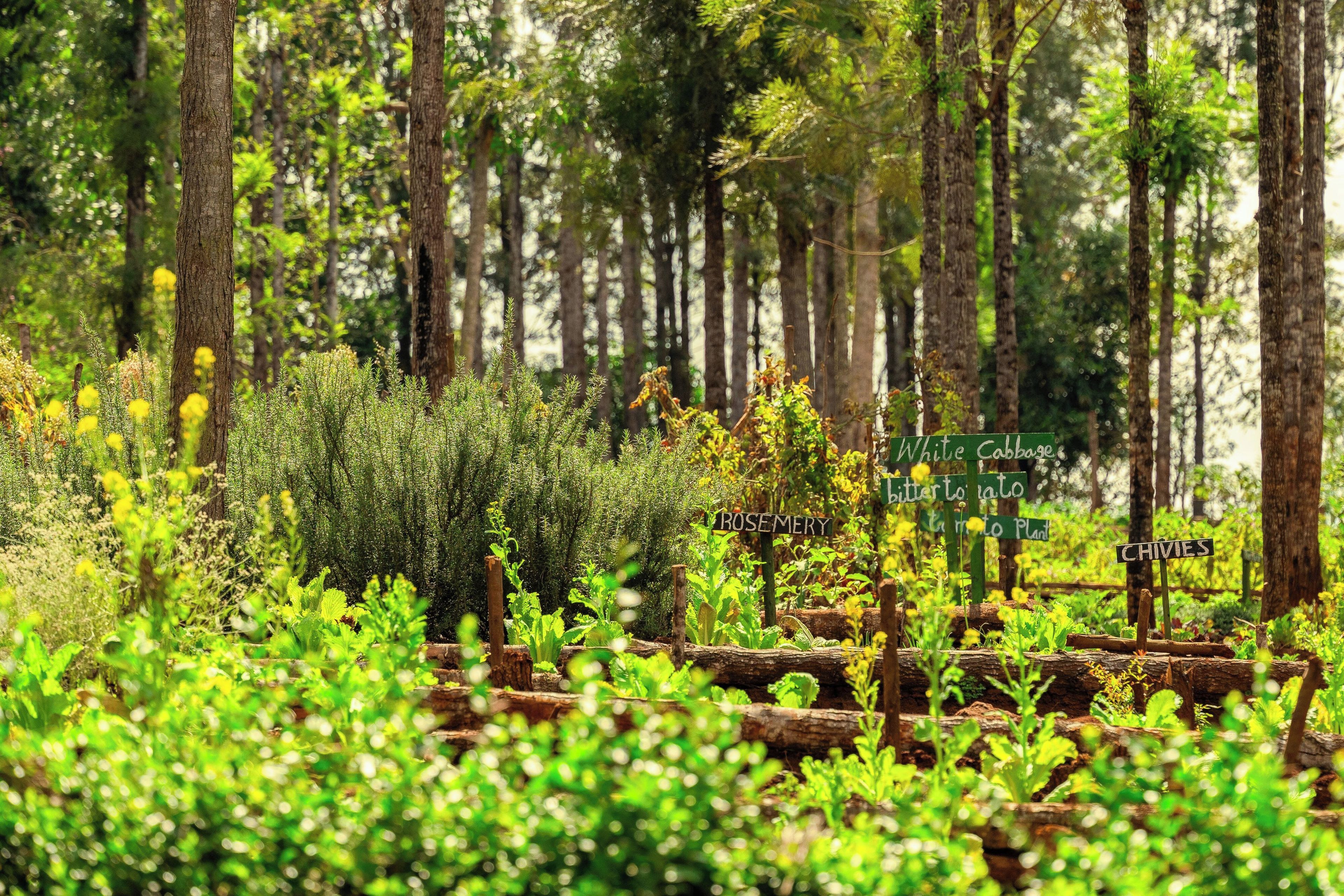 A forest with labeled signs for various plants.