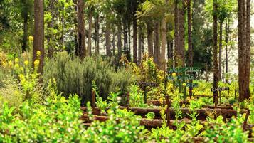 A forest with labeled signs for various plants.