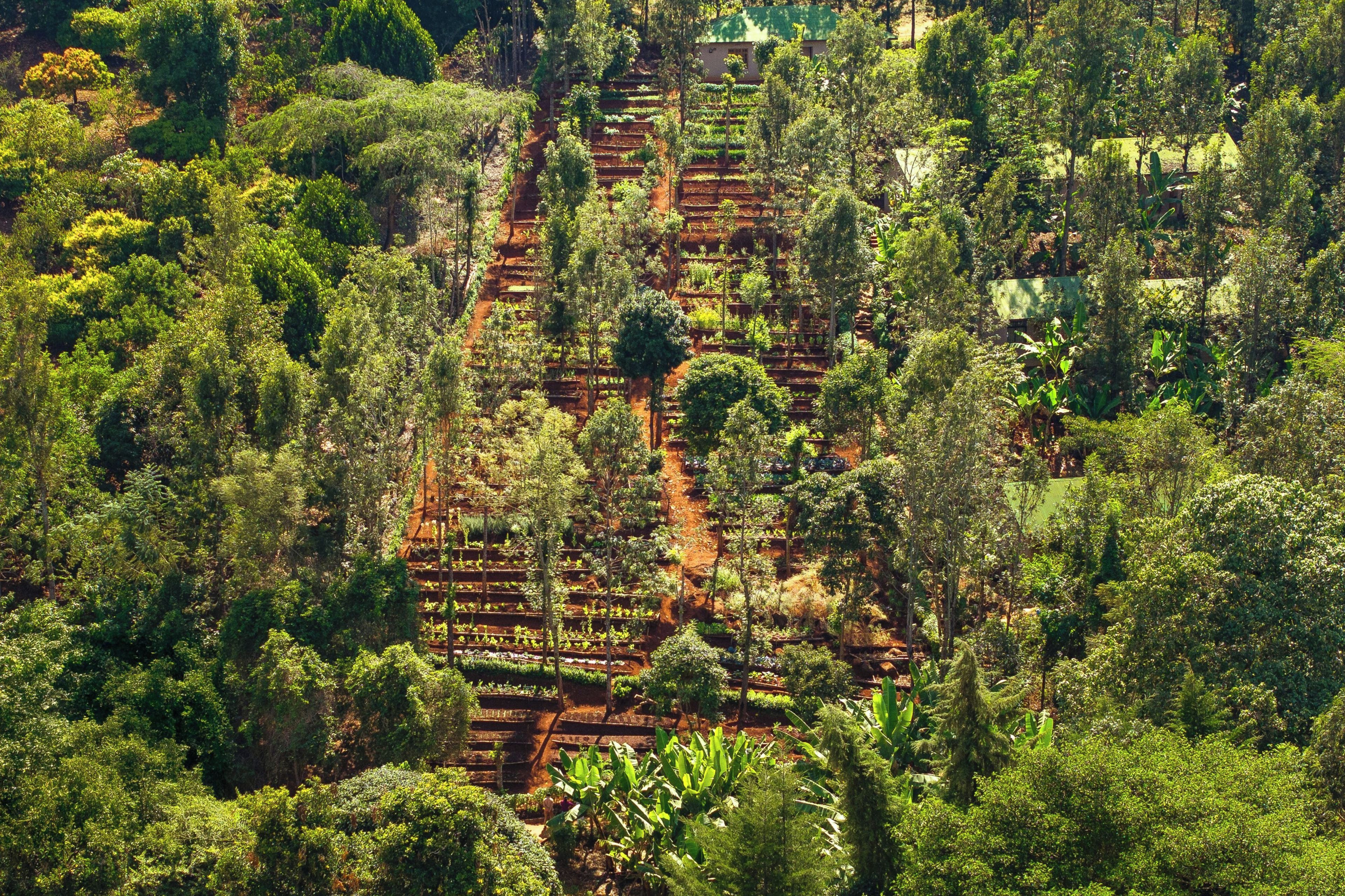 A terraced garden with multiple levels of vegetation.