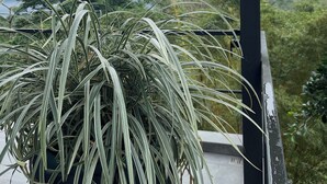 Une plante en pot, avec de longues feuilles étroites, dans un pot noir.