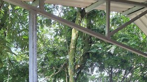 Een houten constructie met metalen frame, omgeven door weelderige begroeiing.