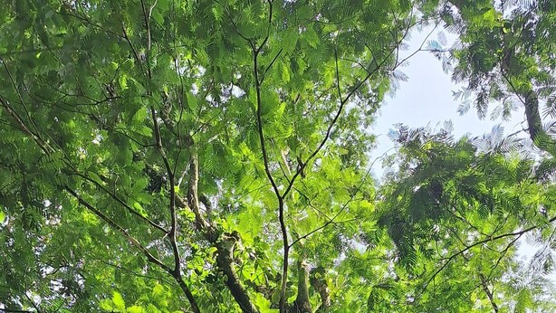 Een boom met weelderig groen blad en een metalen dakconstructie.