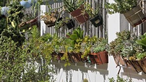 Variedad de plantas en macetas dispuestas sobre una valla blanca, con macetas colgantes y una estantería metálica.