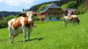 Ländliche Landschaft mit einem Haus und zwei Kühen auf einer Wiese.