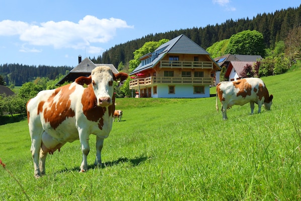 A rural landscape with a house and two cows in a grassy field.