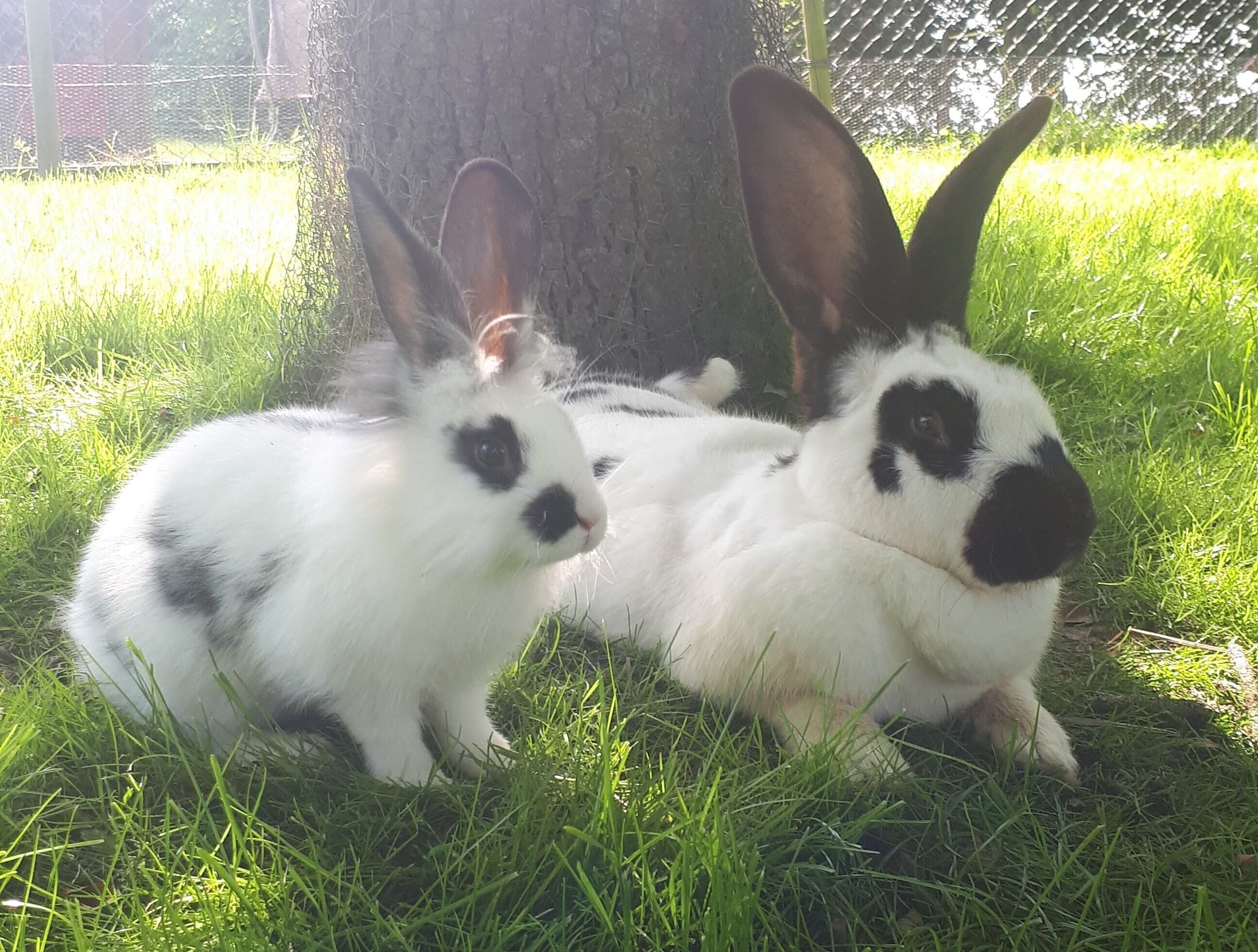 Two rabbits sitting on grass near a tree.