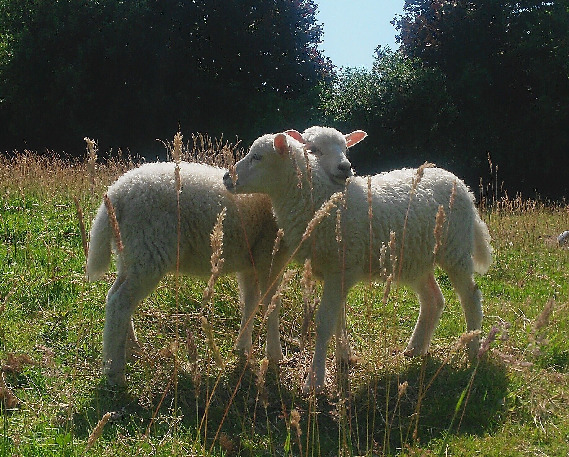 Deux moutons blancs dans un champ verdoyant, avec de hautes herbes et des arbres en arrière-plan.