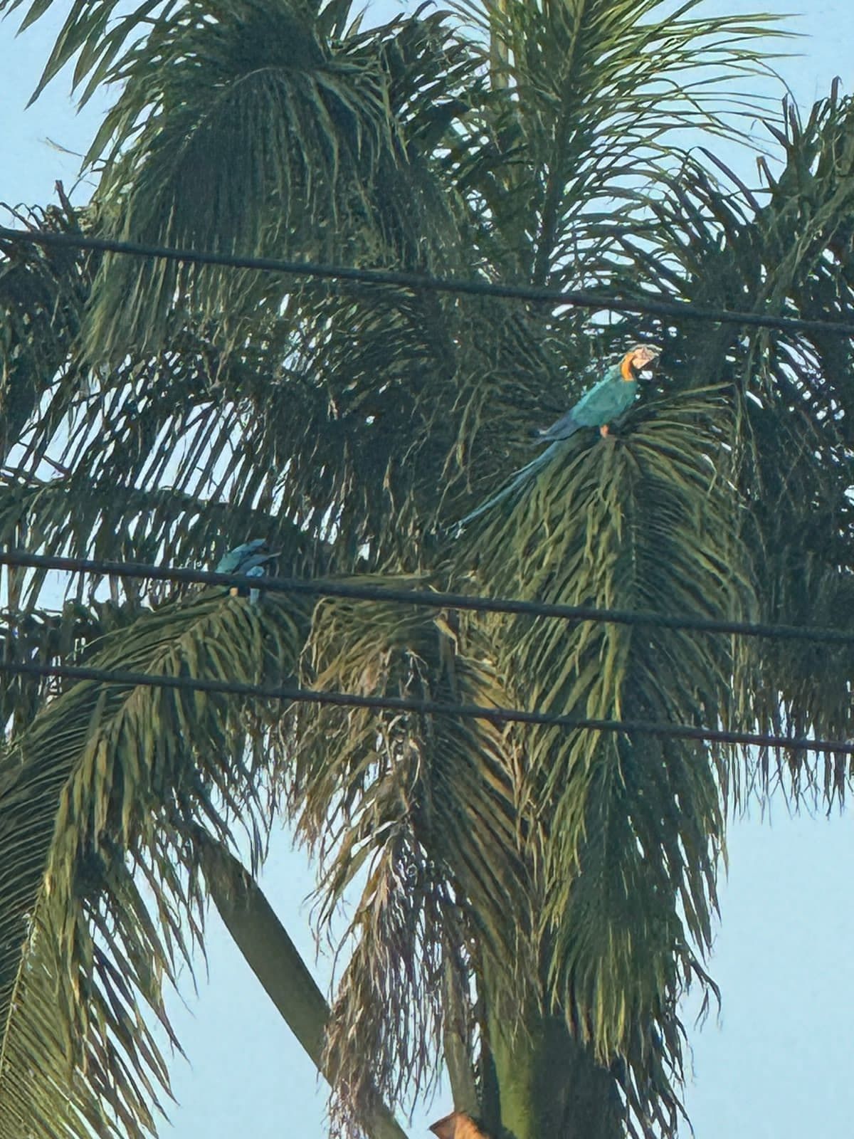 Un oiseau perché sur un palmier, avec une ligne électrique en premier plan.