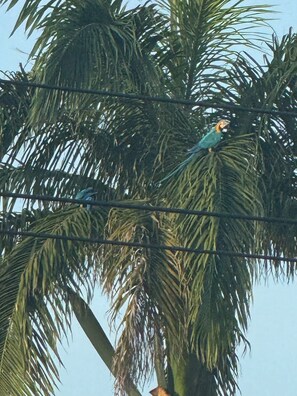 A bird perched on a palm tree with a power line in the foreground. - Studio avec piscine (Cayenne)