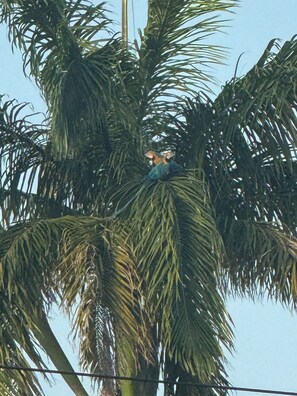 A person working on a palm tree.