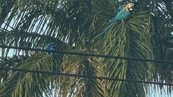 Un uccello appollaiato su una palma, con un cavo elettrico in primo piano.