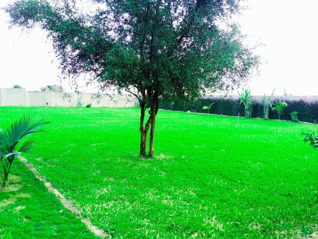 A tree in a grassy field with a concrete wall in the background.
