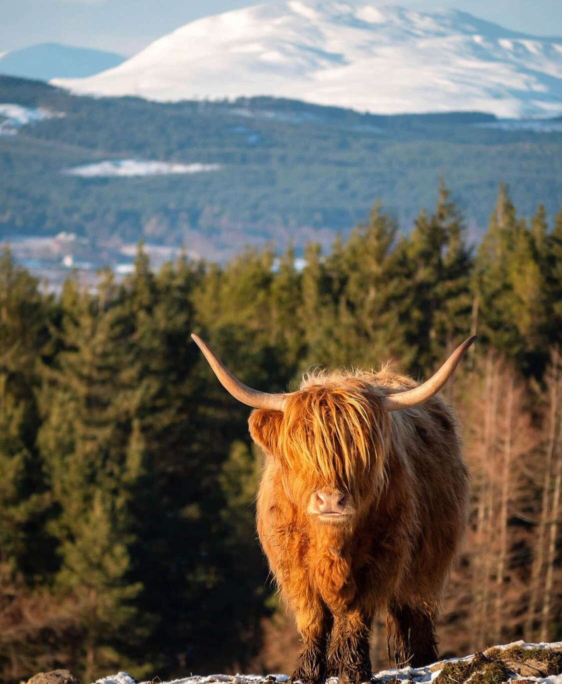 Une vache des Highlands, reconnaissable à ses cornes, se tient sur un terrain rocheux. En arrière-plan, on aperçoit une montagne enneigée et une forêt dense.