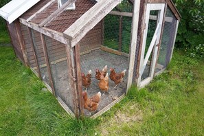 Cabane, 1 chambre, vue jardin | Enceinte de l’hébergement