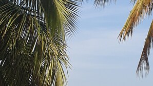 A beach with a boat on the water, palm trees, and a clear sky.