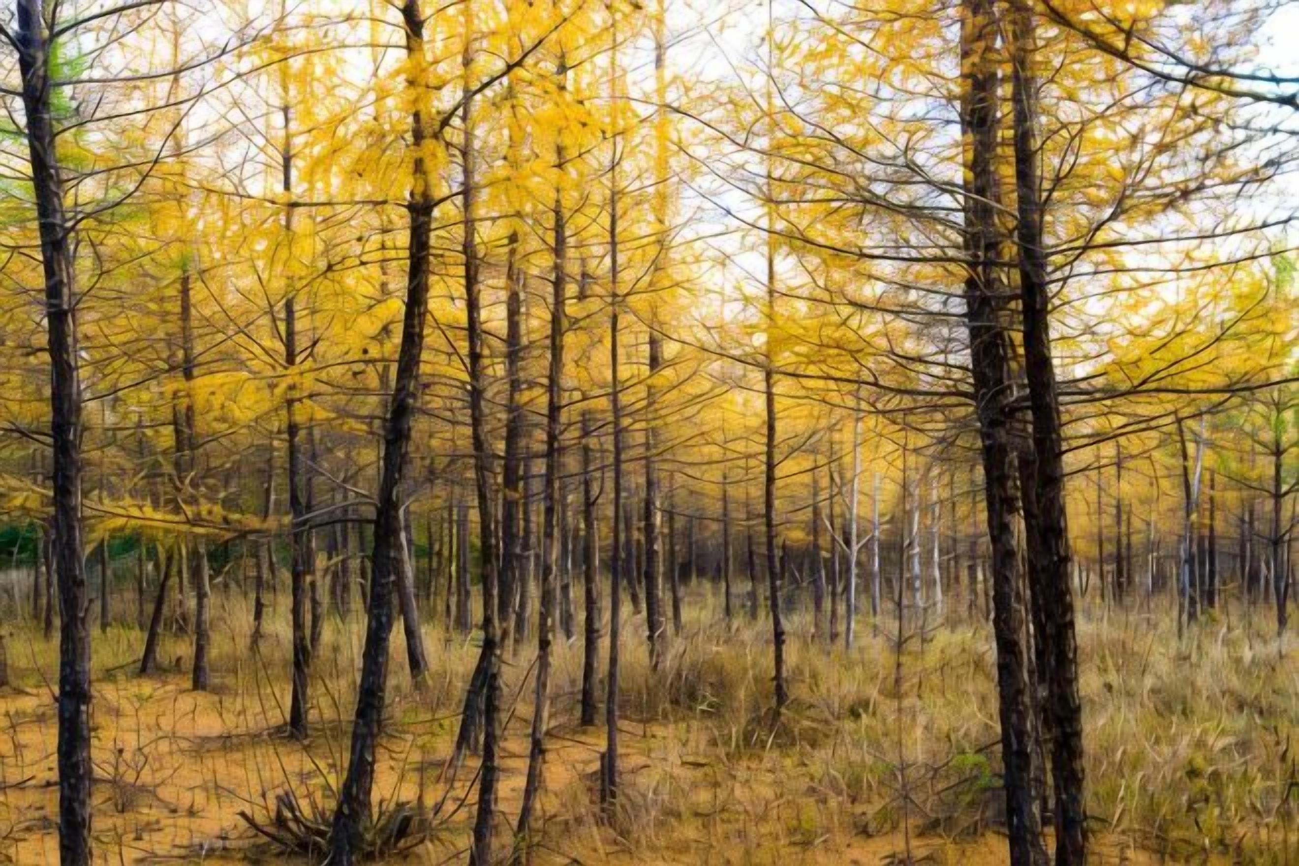 A forest with tall trees and dry grass.