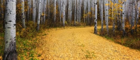 A pathway through a forest with birch trees and yellow leaves on the ground.
