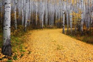 A pathway through a forest with birch trees and yellow leaves on the ground.