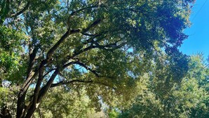 A tree-lined residential street with houses on the right. - Charming 2-bedroom cottage with full kitchen and WiFi in Pensacola. Sleeps 4. (Pensacola)