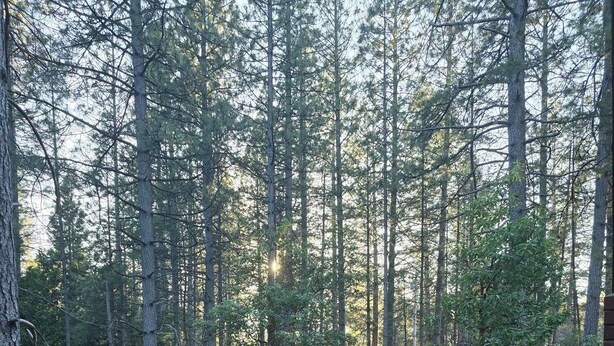 A forested area with tall trees and a dirt ground. - Relaxing cabin in the woods. Unplug. Listen to the birds.  Smell the pines. (Pioneer)