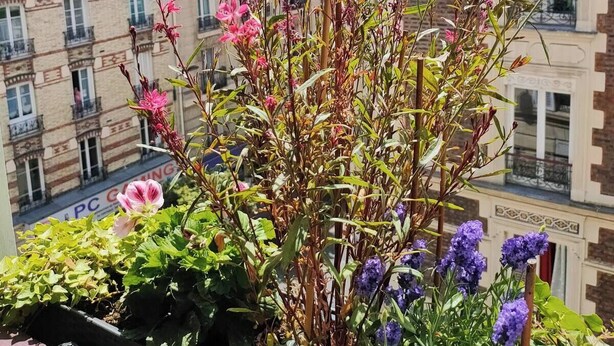 A balcony with a variety of plants and flowers, including pink and purple blooms, and a view of multi-story buildings with balconies and windows. - Cosy Parisian charm Paris 12e Montgallet  (Paris)