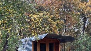 A small wooden cabin with a metal roof, a ladder, and a wooden bench outside.